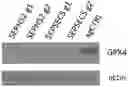 Fig. 01 - Optical Aid