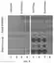 Fig. 09 - Optical Aid