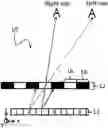 Fig. 01 - Liquid crystal parallax barrier and method of addressing