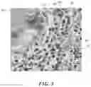 Fig. 08 - Convolutional neural networks for locating objects of interest in images of biological samples