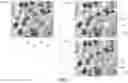 Fig. 10 - Convolutional neural networks for locating objects of interest in images of biological samples