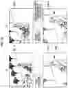 Fig. 13 - Non-transitory computer readable medium storing image processing program, image processing apparatus, and non-transitory computer readable medium storing program