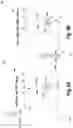 Fig. 07 - Imprint-free write driver for ferroelectric memory