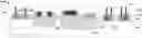 Fig. 01 - Boundary design to reduce memory array edge CMP dishing effect
