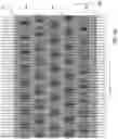 Fig. 62 - Three-dimensional flat NAND memory device including wavy word lines and method of making the same