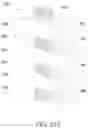 Fig. 43 - Multi-gate device