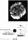 Fig. 14 - Tangent gradient concentration material for battery, digital gradient concentration material for battery