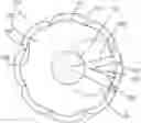 Fig. 01 - Pole lobed rotor core