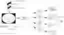 Fig. 01 - Automated identification of panoramic imagers for appropriate and efficient panoramic image distortion processing system