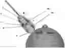 Fig. 01 - DUAL IMAGE SYSTEM SUITABLE FOR ONCOLOGICAL DIAGNOSES AND REAL TIME GUIDED BIOPSIES