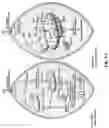 Fig. 07 - Method for enhancing energy production and metabolism in cells