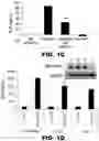 Fig. 03 - INHIBITORS OF DNA PK AND USES THEREOF