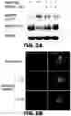 Fig. 05 - INHIBITORS OF DNA PK AND USES THEREOF