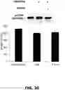Fig. 07 - INHIBITORS OF DNA PK AND USES THEREOF