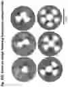 Fig. 85 - Vaccine compositions having improved stability and immunogenicity