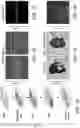 Fig. 09 - Biomaterials for enhanced implant-host integration