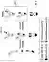 Fig. 03 - T CELL RETARGETING HETERO-DIMERIC IMMUNOGLOBULINS