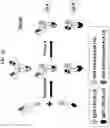Fig. 05 - T CELL RETARGETING HETERO-DIMERIC IMMUNOGLOBULINS