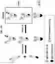 Fig. 06 - T CELL RETARGETING HETERO-DIMERIC IMMUNOGLOBULINS