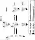 Fig. 07 - T CELL RETARGETING HETERO-DIMERIC IMMUNOGLOBULINS