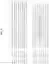 Fig. 11 - T CELL RETARGETING HETERO-DIMERIC IMMUNOGLOBULINS