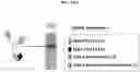Fig. 42 - T CELL RETARGETING HETERO-DIMERIC IMMUNOGLOBULINS