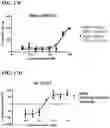 Fig. 48 - T CELL RETARGETING HETERO-DIMERIC IMMUNOGLOBULINS