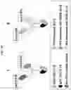Fig. 53 - T CELL RETARGETING HETERO-DIMERIC IMMUNOGLOBULINS