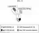 Fig. 66 - T CELL RETARGETING HETERO-DIMERIC IMMUNOGLOBULINS