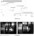 Fig. 02 - ADHESION ENHANCEMENT COMPOSITIONS