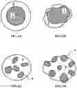 Fig. 02 - Method for improving water retention in a soil