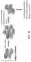 Fig. 07 - Methods and compositions for identifying epitopes