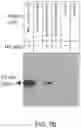 Fig. 10 - Methods and compositions for identifying epitopes