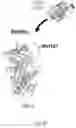 Fig. 04 - Oxidation-resistant AAT gene therapy