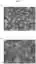 Fig. 05 - Garnet silicate, garnet silicate phosphor, and wavelength converter and light emitting device which use the garnet silicate phosphor
