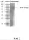 Fig. 03 - INNOVATIVE PREPARATION PROCESS FOR BMP-2 STEM CELLS