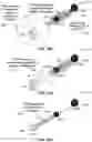 Fig. 19 - Spatial loading announcement in MMW WLAN networks