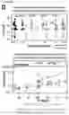 Fig. 08 - Compositions and methods for inducing HIV-1 antibodies