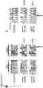 Fig. 10 - Compositions and methods for inducing HIV-1 antibodies