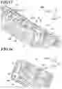 Fig. 13 - Skeletal structure
