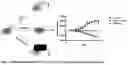 Fig. 02 - LIVER X RECEPTORS (LXR) MODULATORS