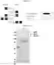 Fig. 02 - Serpin fusion polypeptides and methods of use thereof