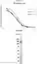 Fig. 03 - Serpin fusion polypeptides and methods of use thereof