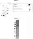 Fig. 09 - Serpin fusion polypeptides and methods of use thereof