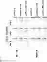 Fig. 06 - Cells expressing chimeric activating receptors and chimeric stimulating receptors and uses thereof