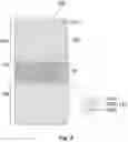 Fig. 03 - Flexible display