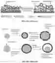Fig. 03 - ELECTROCHEMICALLY STABLE ANODE PARTICULATES FOR LITHIUM SECONDARY BATTERIES AND METHOD OF PRODUCTION
