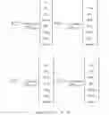 Fig. 255 - Method and apparatus to CSI reporting using multiple antenna panels in advanced wireless communication systems
