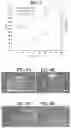 Fig. 05 - Fabrication and applications of multiple side-window, side-firing optical fiber