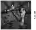 Fig. 19 - Optical imaging of mineral species using hyperspectral modulation transfer techniques